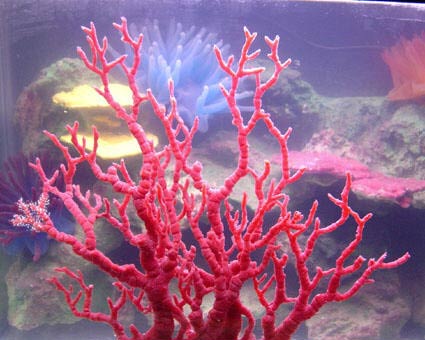珊瑚 2
