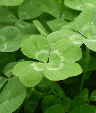 风车草 中药 中医百科