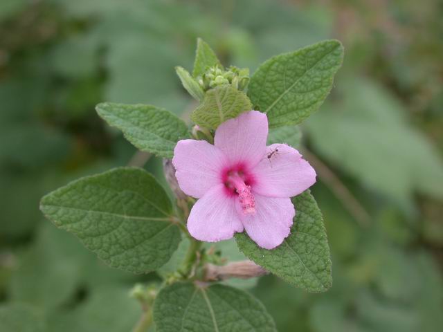 地桃花 中药 中医百科