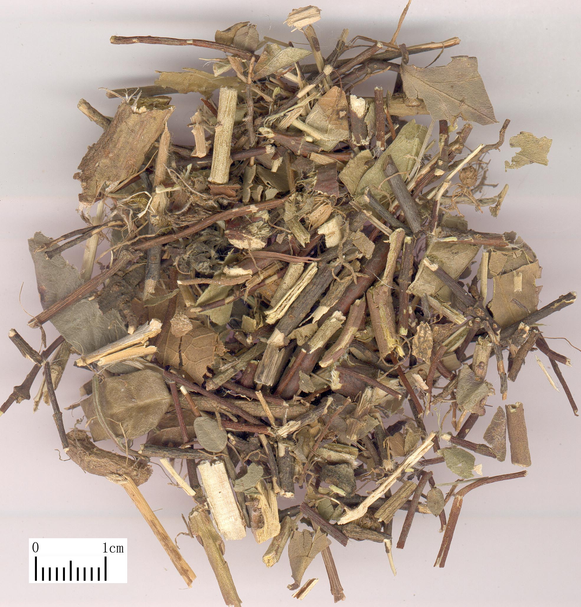 耐冬 中药 中医百科