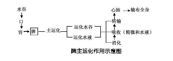 脾主運化作用示意圖