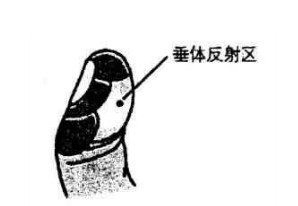 垂体反射区