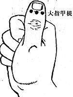 大指甲根 