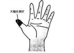 大脑反射区