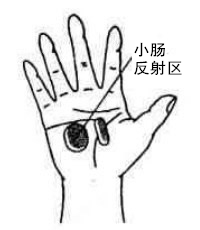 小肠反射区