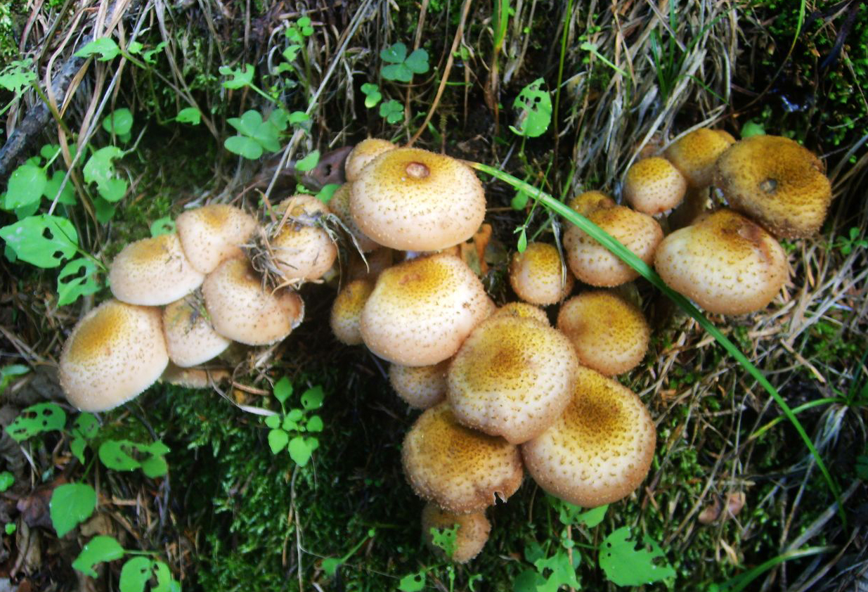 山野藏珍馐——红蜡蘑
