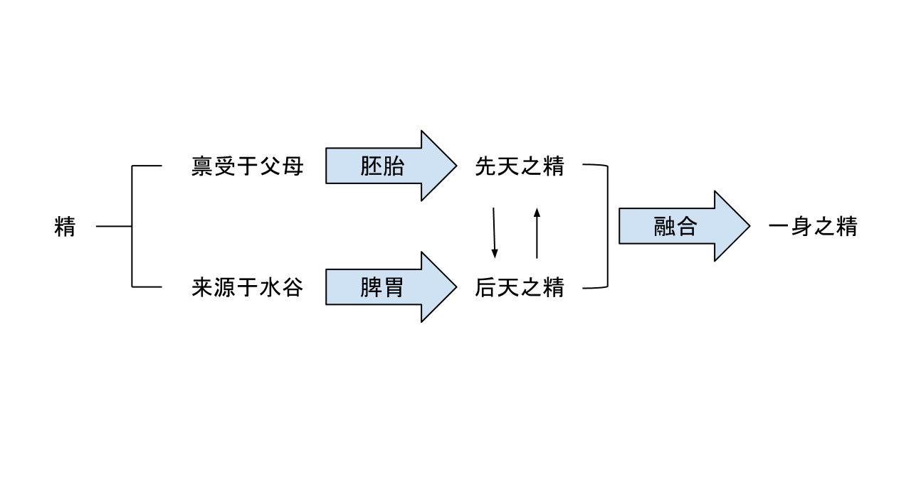 精的形成