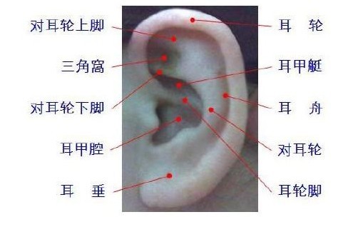 耳穴分布