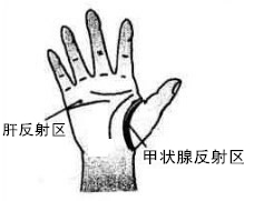 肝反射区