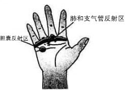 肺和支气管反射区