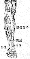 脑清 