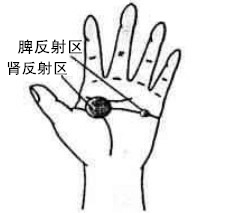 脾反射区