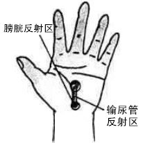 输尿管反射区