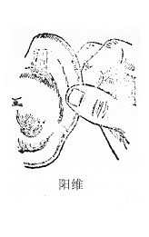 阳维穴