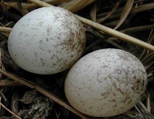 雀卵 