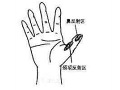颈项反射区